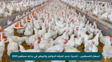 أسعار أغسطس.. تحديث جديد لحركة الدواجن والبيض في بداية سبتمبر 2025